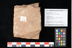 Foto (Objekt + Etikett) von Quercus palaeoilex Ettingshausen (NHMW-GEO-2024-0188-0787)
